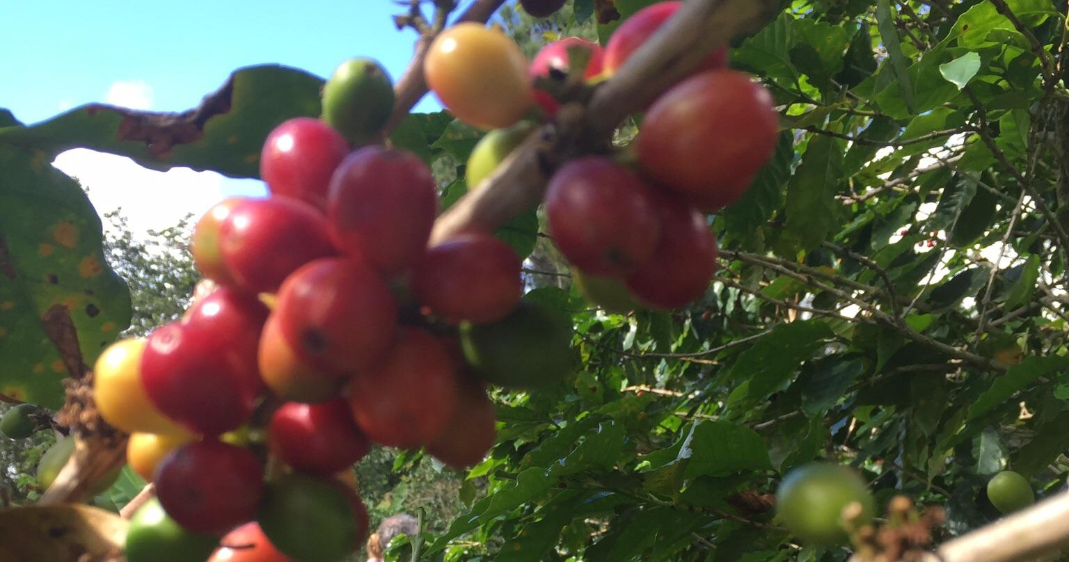 Semi-Private Coffee Plantation Tour ☕️ tour photo 5