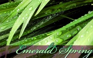 Emerald Spring from Adagio Custom Blends