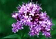Valerian Root from Grey's Teas