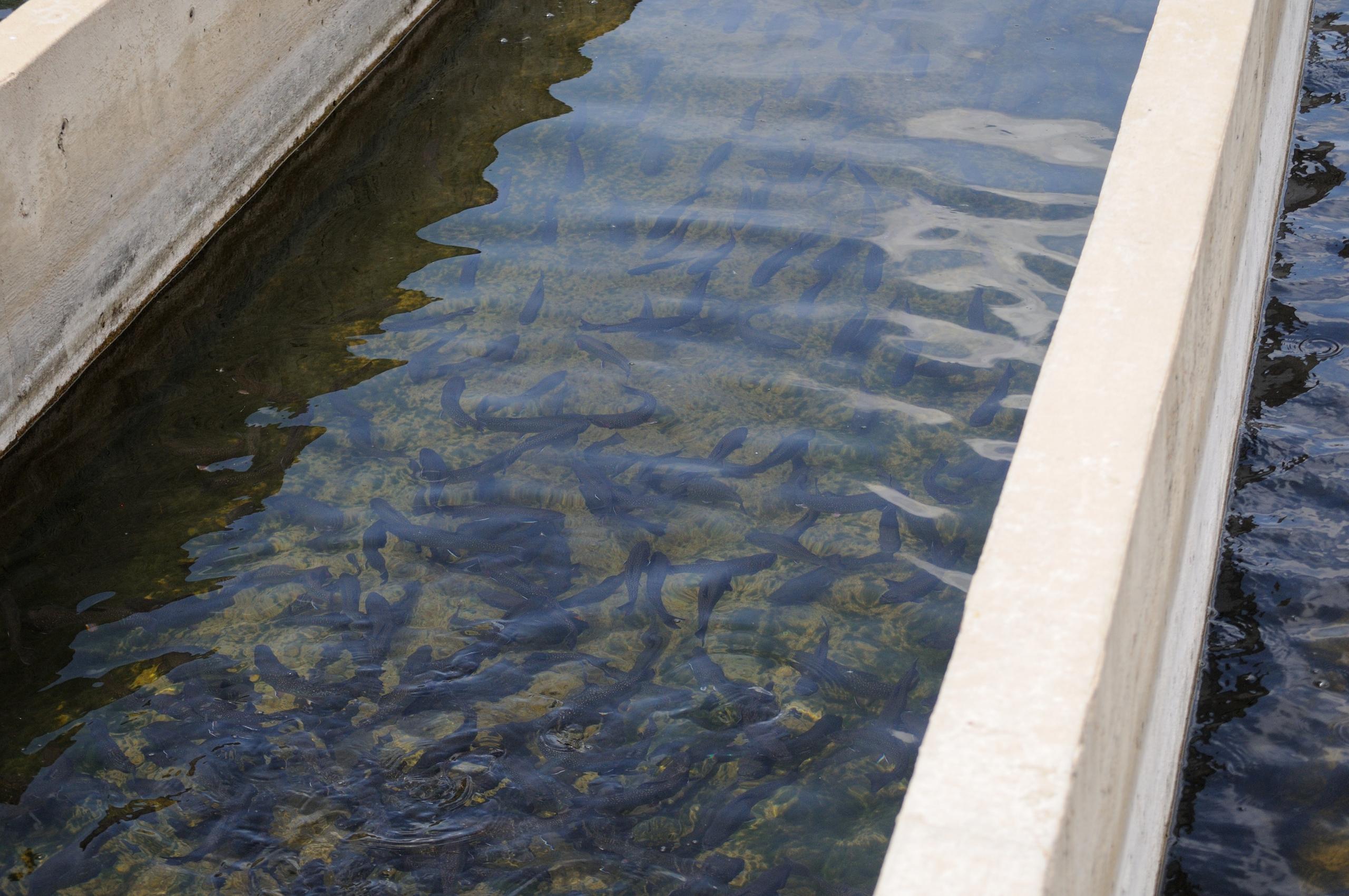 Live Fish Sales photo 2