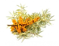 Sea Buckthorn - Organic from Tea Story