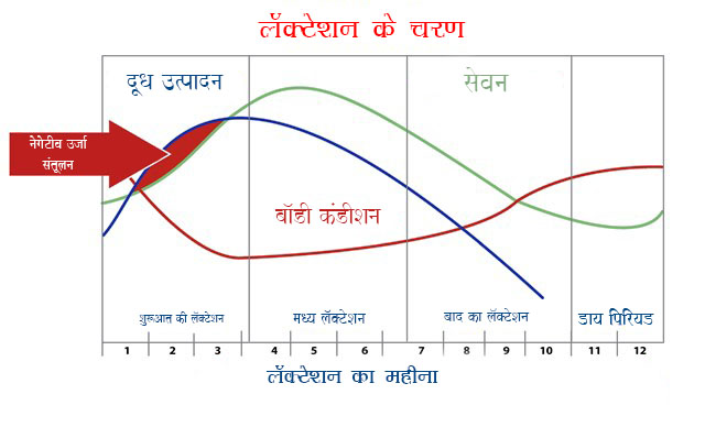 lactation cycle in cows गायों में स्तनपान चक्र