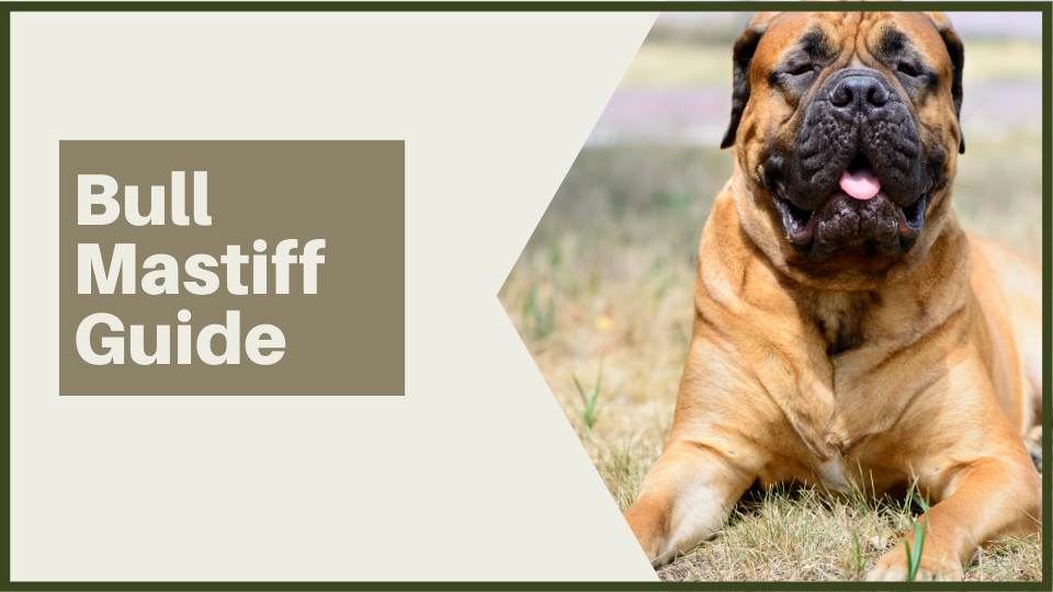 Ultimate Bullmastiff Owners Guide | I