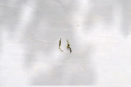 2022 Biluochun 碧螺春, pre-Qingming from Eastern Leaves