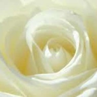 White Rose from Adagio Custom Blends