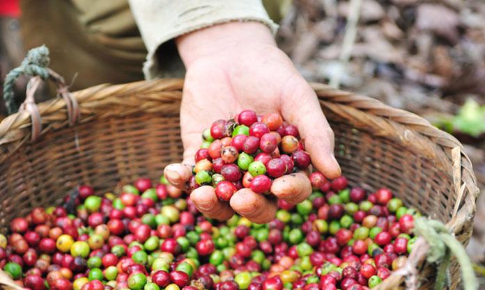 Semi-Private Coffee Plantation Tour ☕️ tour photo 9