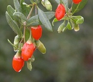 Goji Berries from Sunfood