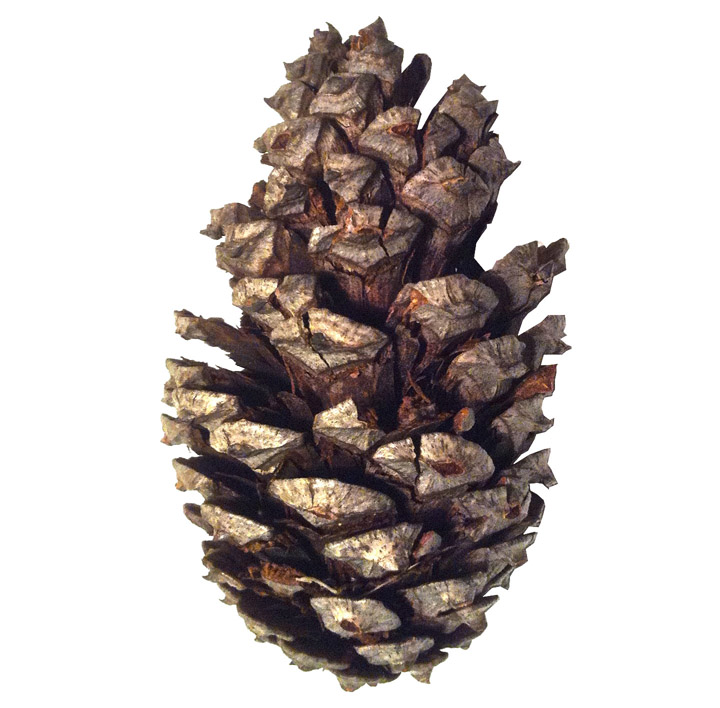 Collection Rert logo