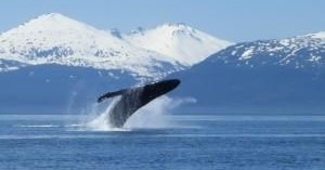 Whale Watching Tours in Juneau’s Pristine Waters - Juneau