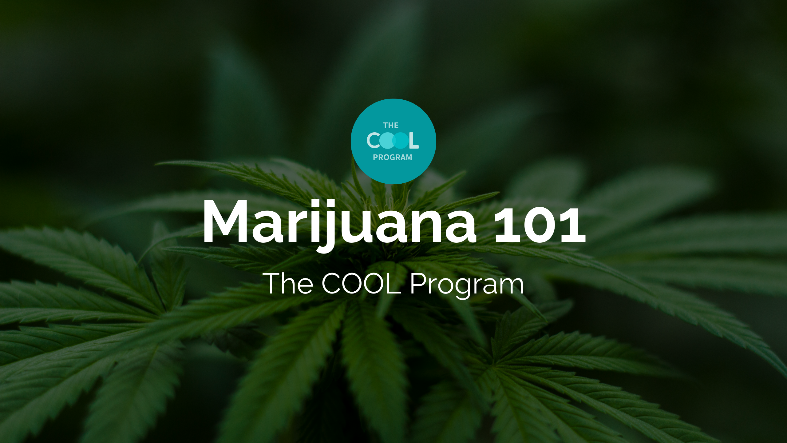 Product image for Marijuana 101