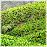 Darjeeling Seeyok FTGFOP1 F.F. from Kolodziej and Lieder
