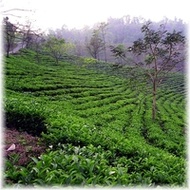 Darjeeling Teesta Valley from Kolodziej and Lieder