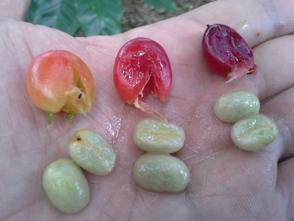 Semi-Private Coffee Plantation Tour ☕️ tour photo 11