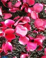 Rose Petal Shanlinxi Red Oolong from Mountain Stream Teas