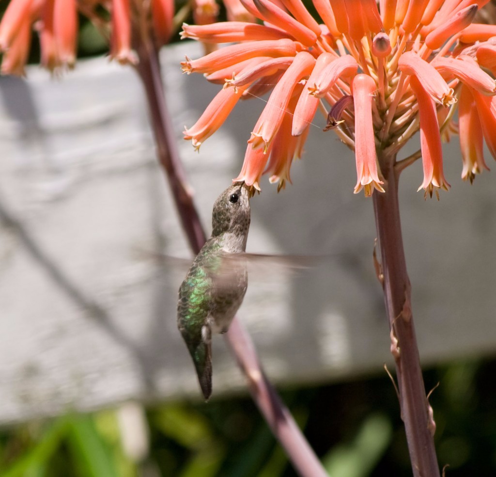 The Nectar of Plants Part I - Strength & Survival
