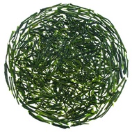 Nishi-san's Shincha Yabukita from Rishi Tea