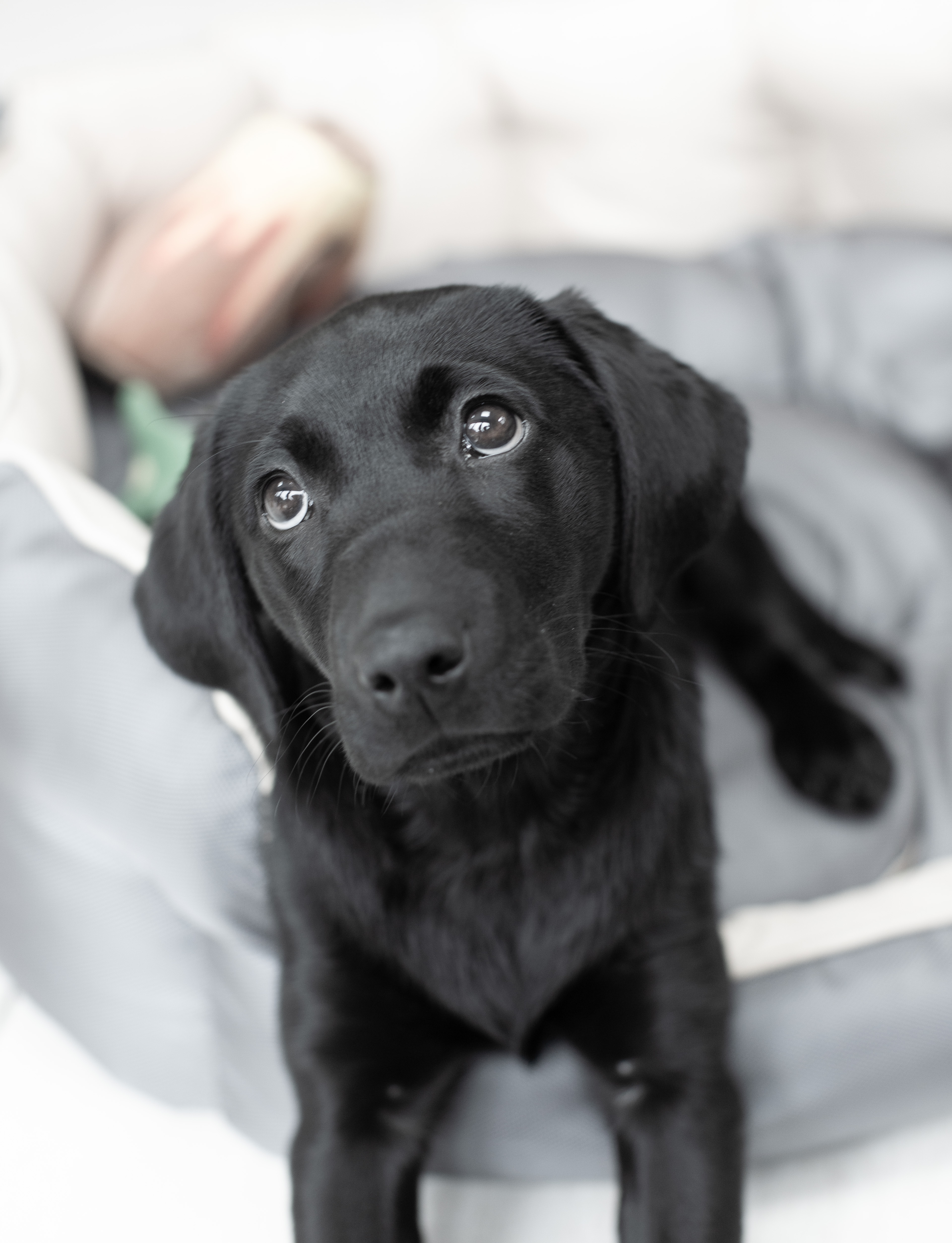 fenrir perfect puppy course download frozentheswingpainting