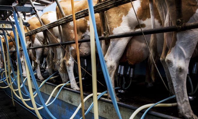 milking in dairy farm