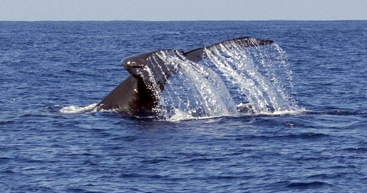 Whale Watch Adventure photo 3