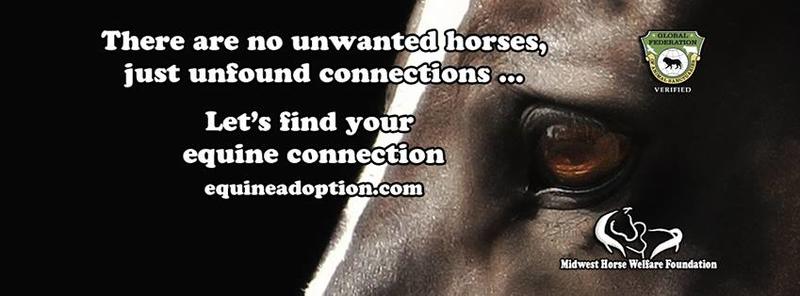 facebook cover photo equine connectionjpg