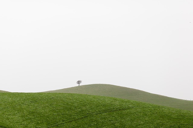 Hill with one tree on it