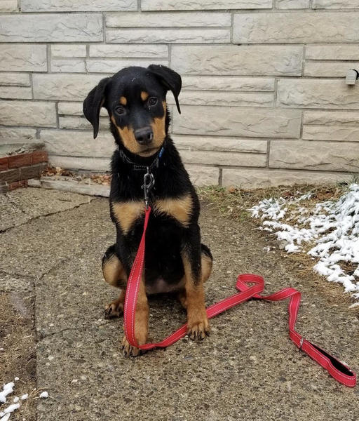 Animal Rescue "R" Us Have a Heart for Izzy & Hearty! Custom Ink