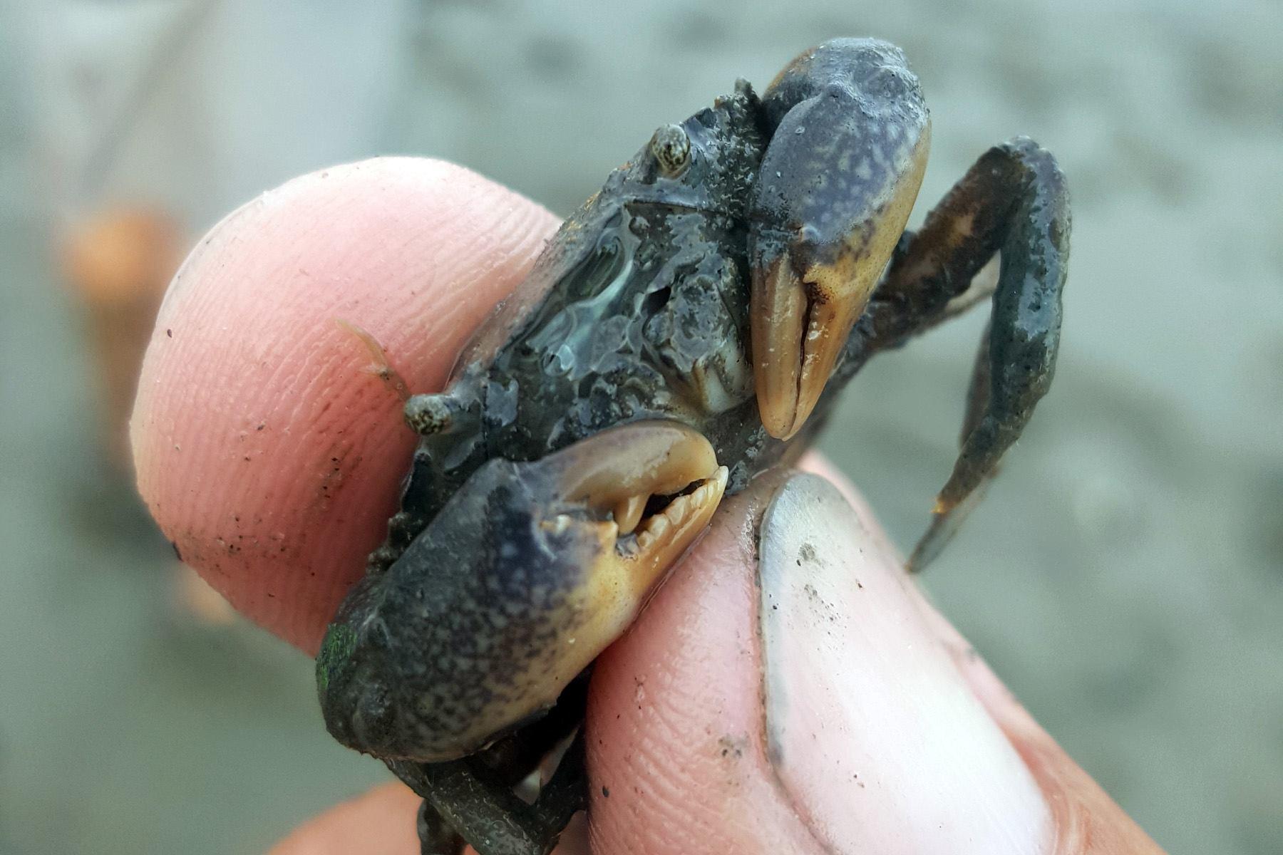 2-Hour Salt Marsh Tour in Murrells Inlet, SC - Myrtle Beach