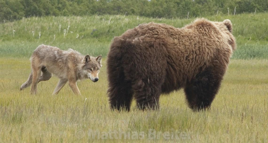 Alaska Brown Bear Viewing by Helicopter photo 3