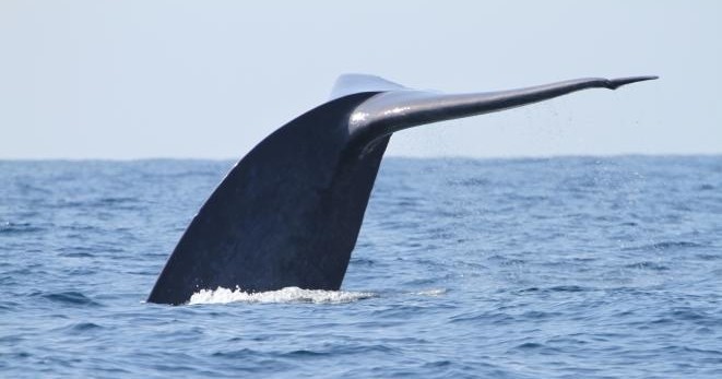 Private Charter on the Oceanside Adventures photo 1