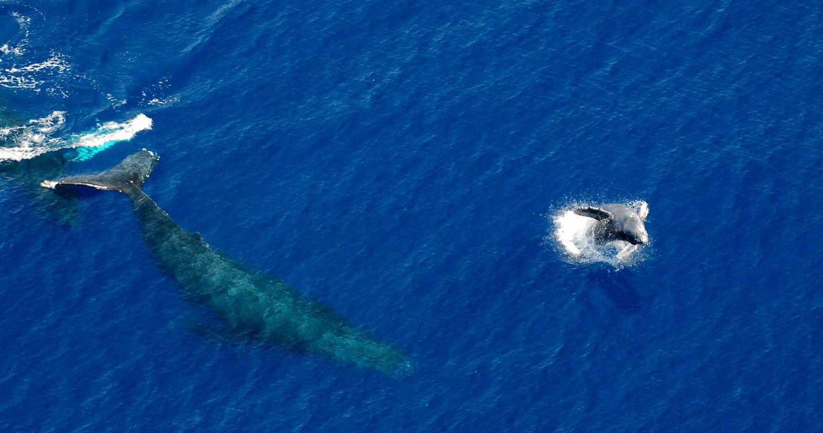 Whale Watching Tours photo 2