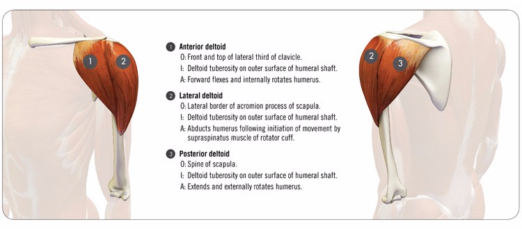 Basic Anatomy Of Training