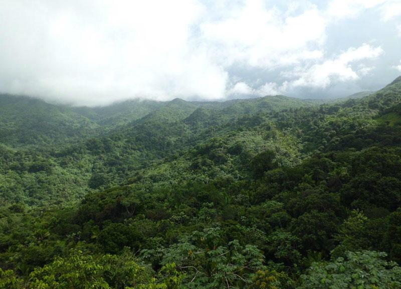 Yunque Rainforest Adventure with Natural Wonders PR - San Juan