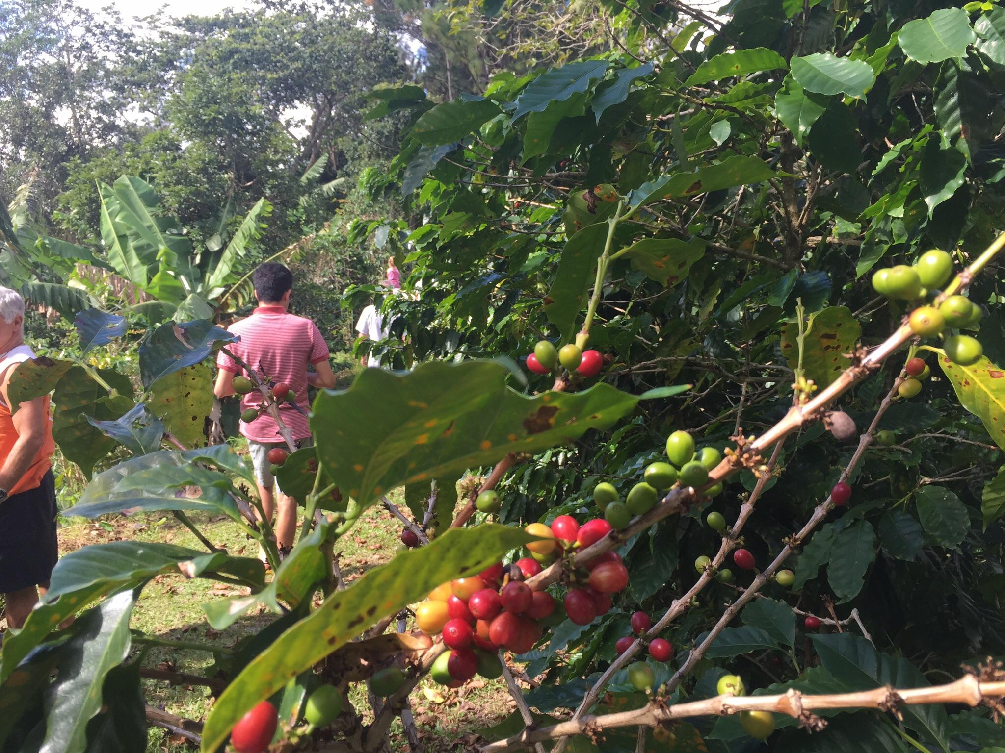 Semi-Private Coffee Plantation Tour ☕️ photo 3
