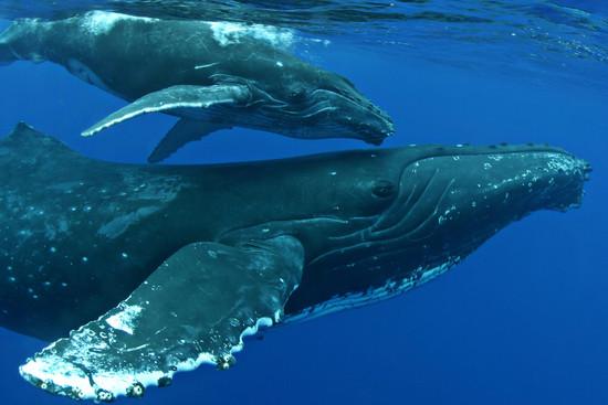 Kailua-Kona Whale Watch: Humpback Whales & Marine Life - Kailua-Kona