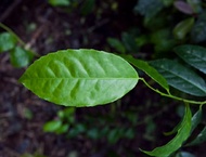 Guayusa from Sunfood