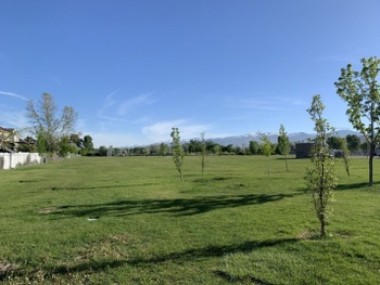 Field