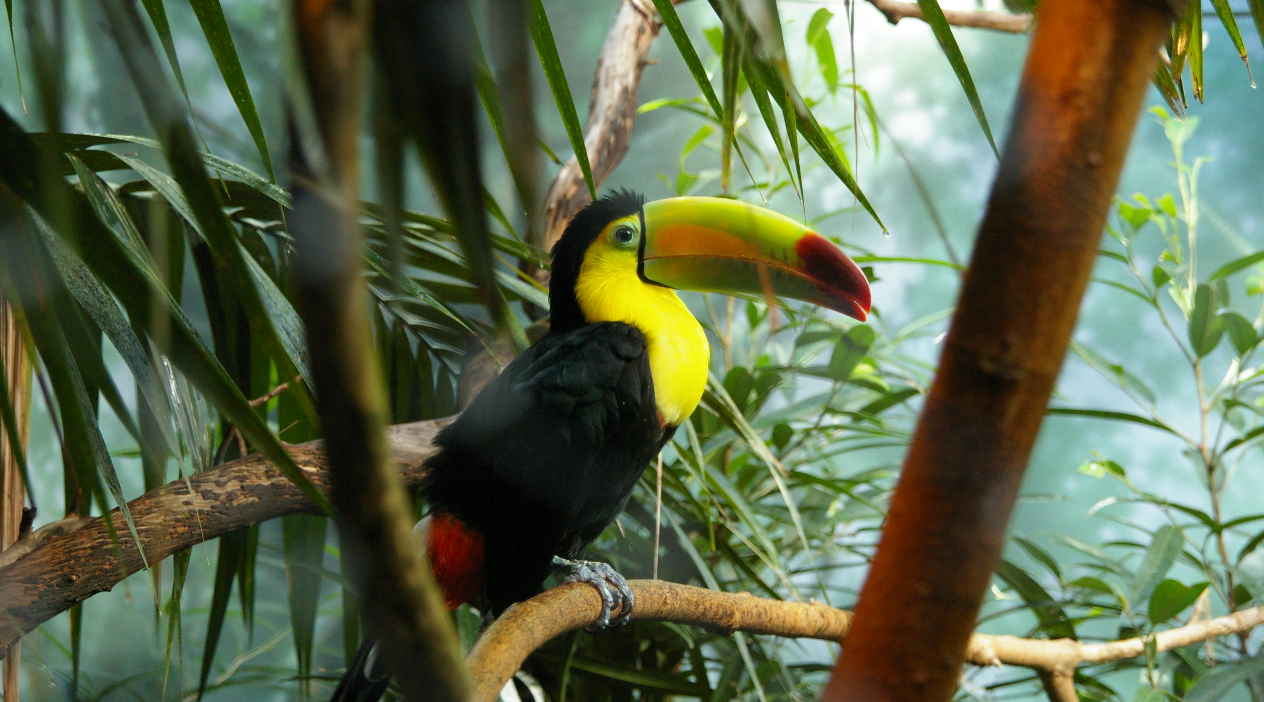 Guided Belize Zoo & City Tour