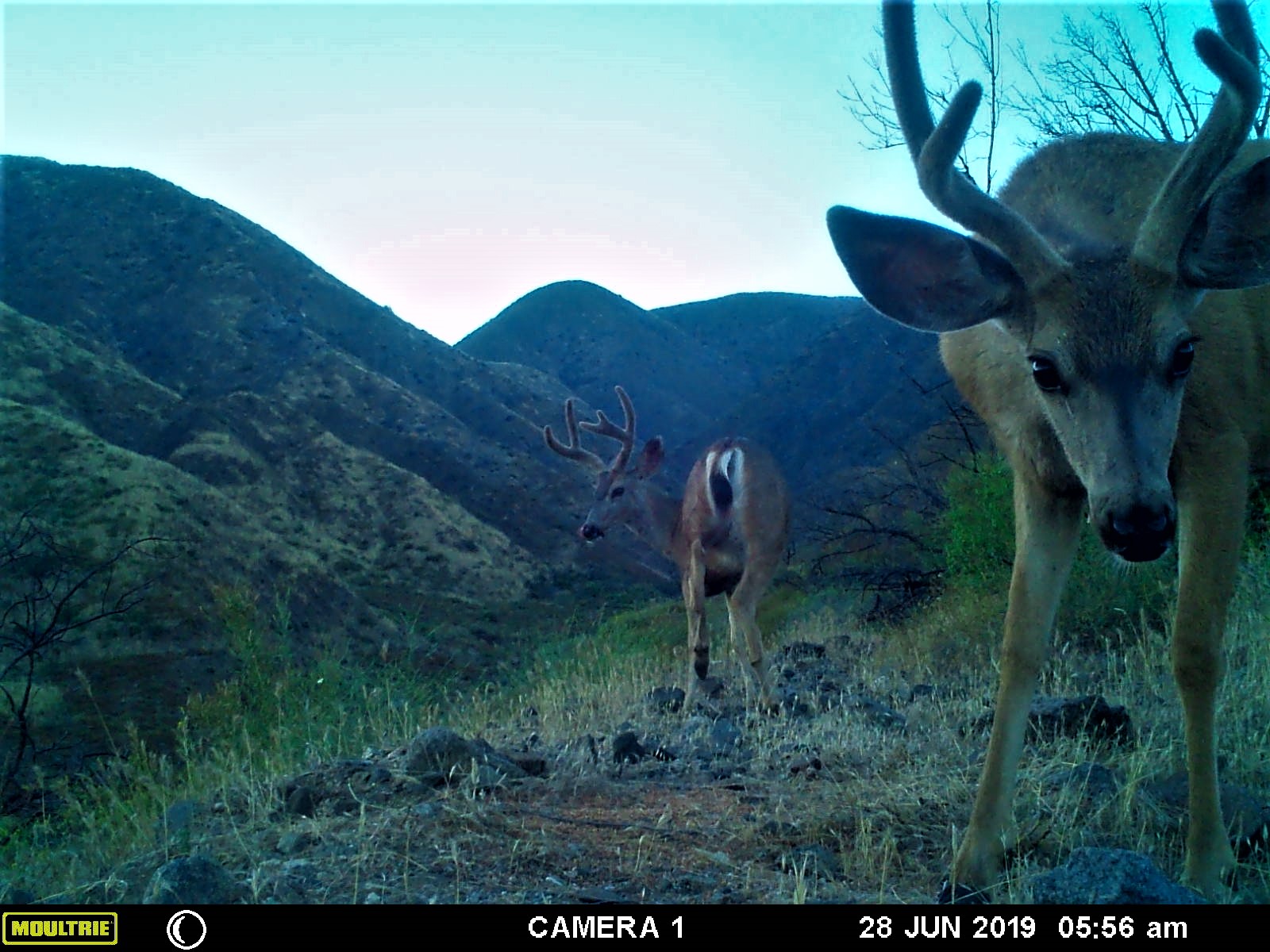 Product image for Deer Hunting (part 1): Pre Season & Scouting