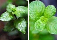 Doublemint Fun from Madametj's Fresh Garden