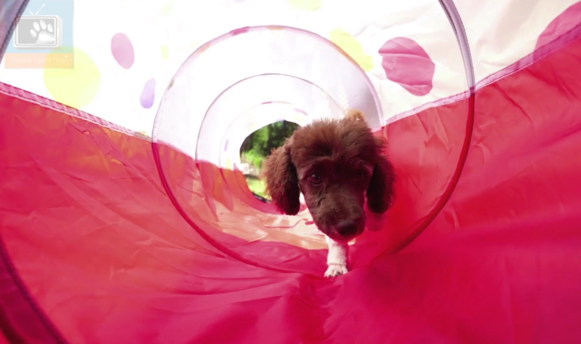 Video: How To Train Your Puppy To Run Through A Tunnel