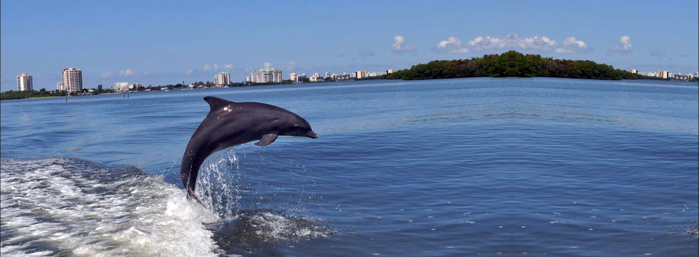 Embark on an unforgettable Dolphin Tours adventure with Wind and Water Sports in Fort Myers Beach, Florida. This private boat tour offers a close-up encounter with playful dolphins in their natural habitat, making it a perfect experience for families, couples, or solo explorers. As you glide through the turquoise waters, you’ll enjoy stunning coastal scenery and learn about the vibrant marine ecosystem from your expert guides. The tour often includes opportunities for snorkeling, birdwatching, and relaxing in the warm Florida sun. Whether you're celebrating a special occasion or simply seeking a fun day on the water, this excursion provides both excitement and tranquility. The expert crew ensures a safe and engaging experience, making memories that will last long after the boat returns to shore. Suitable for all ages and fitness levels, Dolphin Tours is a fantastic way to explore the beauty of Fort Myers Beach while observing adorable dolphins and other local wildlife up close. Come prepared to relax, explore, and enjoy the natural wonders of Florida’s coastal waters in an intimate, private setting that delivers personalized service and unforgettable moments. - Fort Myers