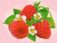 Raspberry Nectar from Red Leaf Tea