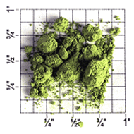 Japanese Matcha Kamakura from Upton Tea Imports