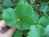 Strawberry Leaf from Madametj's Fresh Garden