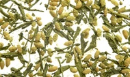 Ryokucha Genmaicha from Samovar