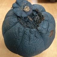 2012 Fujian Hakka Sour Orange Herbal Oolong from TeaLife Hong Kong