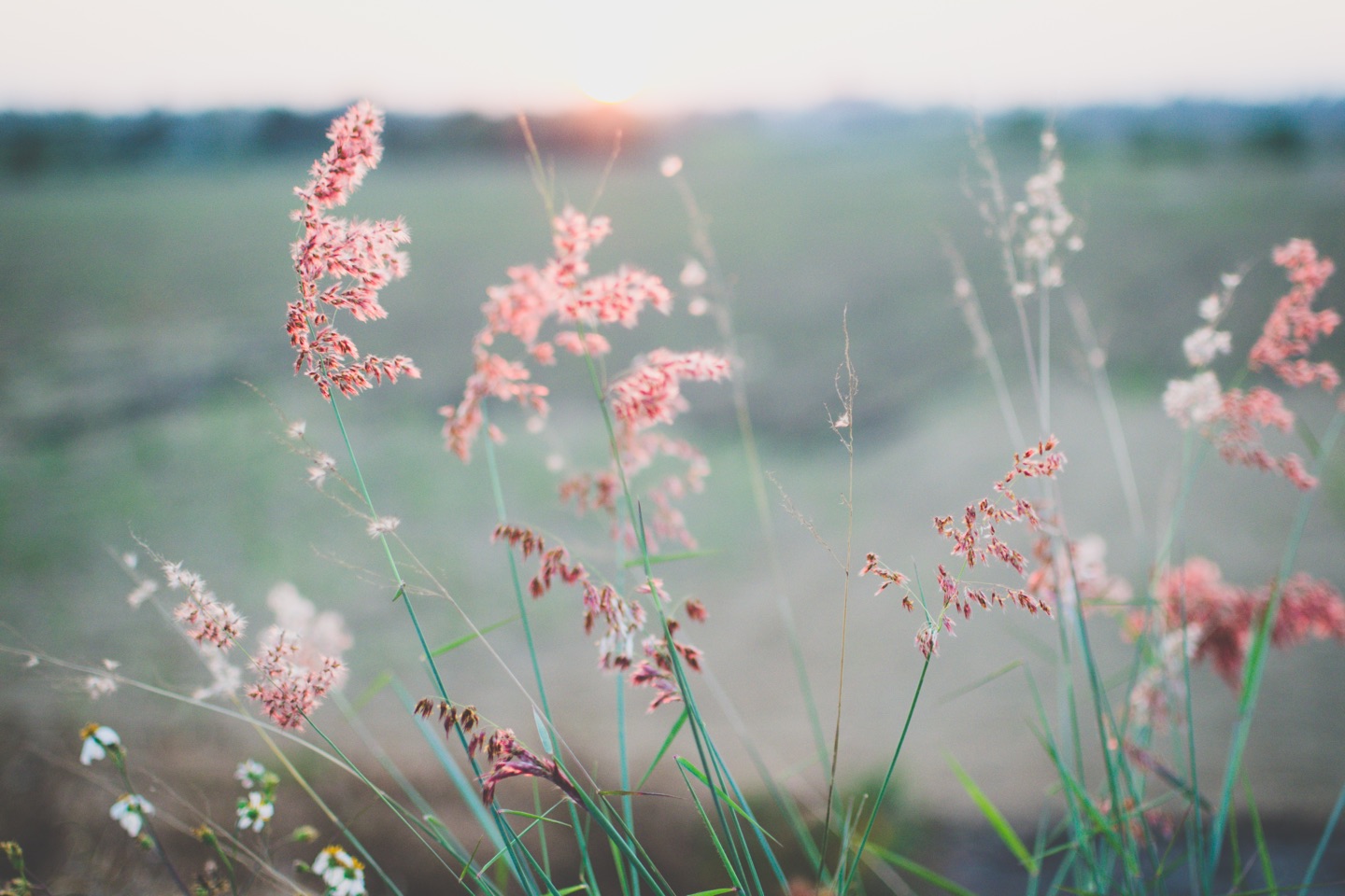 pink wild flower bokah