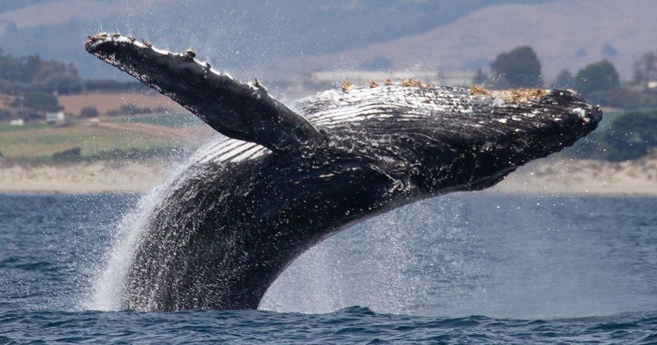 Whale Safari from Moss Landing photo 1