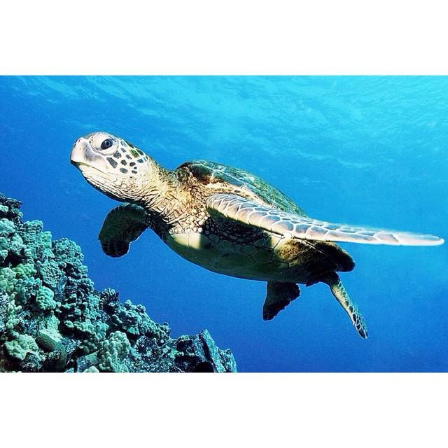 Molokini Snorkel & Sail photo