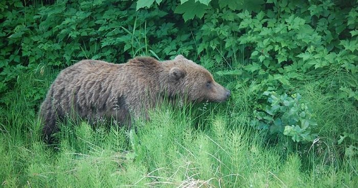 Wildlife & Brown Bear Search with Hoonah Travel Adventures in Alaska - Juneau